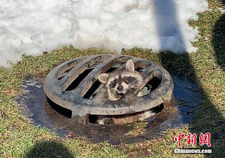 红桃17c18起草